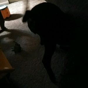 Meet your Posher, Thomas